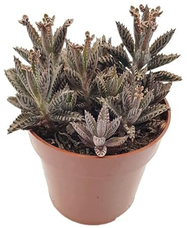 Fangblatt - Kalanchoe daigremontiana Mother of Thousands Gr. M - exotisches Brutblatt im Ø 8,5 cm Topf - selbstvermehrende Sukkulente – außergewöhnliche Zimmerpflanze