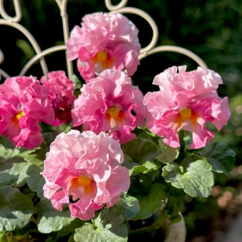 semi di viola del pensiero - tappezzanti resistenti rare da balcone Aiule rialzate per da giardino vecchie varietà 125pcs
