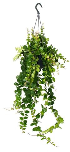 Exotenherz Lippenstiftpflanze - Schamblume - Aeschynanthus Pink Polka - hängende Pflanze im 15cm Ampeltopf