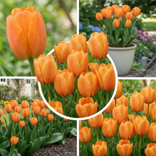 FLORIUM Enkla Tulpanlökar Orange Magic (25 Lökar) Exklusiva Orange Tulpaner från Holland, Rustic och Perenner för Trädgård, Vaser, Balkong, från Amsterdam