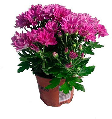 Crisantemo Planta con Flor en Maceta Pequeña Colores Surtidos