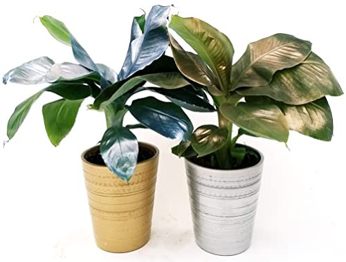 POWERS TO FLOWERS - BANANO, PIANTA DEL BANANO, COLOR LIFE ORO E ARGENTO IN VASO CERAMICA ORO E ARGENTO, VASO 14CM DIAMETRO, piante vere