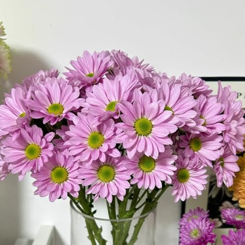 semillas de margarita organicas, jardín resistentes balcón, cobertura del suelo perenne 120pcs