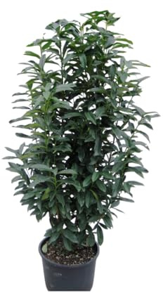 Vivaio Garden Forest, Lauroceraso Caucasica (Prunus laurocerasus) - 50 piante di arbusto sempreverde per siepi, Foglie grandi verde lucido, Fiori bianchi aprile-maggio, 4-6 m