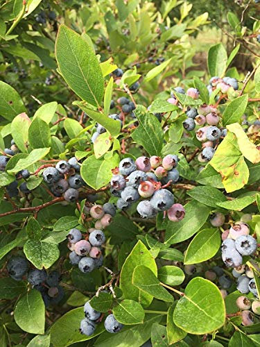 Potseed Bleuet Sauvage: 15 Blueberry plantez des graines -Toggle pour Voir Les variétés