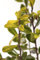 Ilex crenata 'Golden Gem' 40-50 cm - Japanische Stechpalme, goldgelbes Laub, ideal für Hecken und Kübel, immergrün, pflegeleicht und winterhart