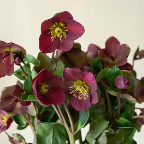 50 pcs christrosen pflanzen winterhart samen, wildblumen, winterharte stauden christrose, Helleborus thibetanus, blumen balkon, bonsai samen wildblumensamen, balkon bienenfreundliche