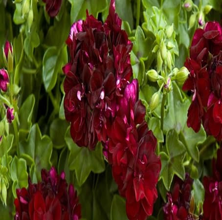 80 graines de fleurs de géranium