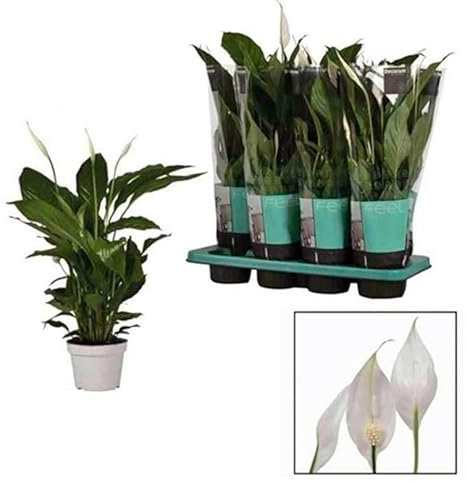 Planta Espatifilo SPATHIPHYLLUM. 40-50 cm. Purificador del aire. Segura Garden. Mejora la calidad del aire, es resistente y fácil de cuidar, además de agregar un toque decorativo