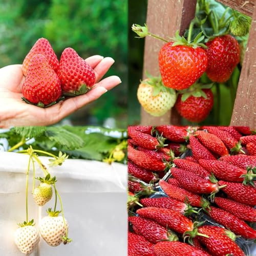 800 piezas fresas semillas organicas semillas de fresa, de bonsái jardín saladas jardín