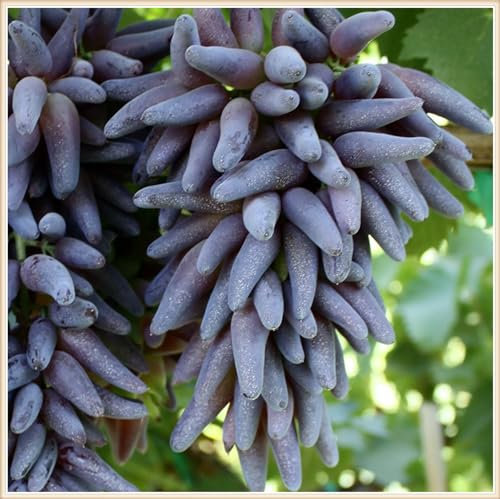 Weintrauben Pflanzen, Weintrauben Kernlos Pflanze, Kernlose Tafel-Trauben-Kollektion.Winterhart.Weintraube, Weinrebe. Weinreben Sortiment kernlos.Vitis viniferaresistente Züchtungen. -2zwiebeln-D