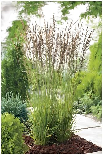 1 x Molinia caerulea 'Heidezwerg' im XXL Liter Topf (Ziergras/Gräser/Winterhart/Mehrjährig/Staude) Kleines Pfeifengras - Filigrane Schönheit im Miniaturformat - von Stauden Gänge