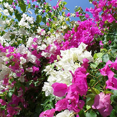 Buganville Bougainvillea 3 piante rampicanti in vaso ø9 cm COLORI MISTI