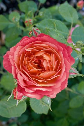 Rosa 'Queen of Hearts' – Winterhart, Mehrjährig, Pflegeleicht – Rose – Beet- & Kübelpflanze für Garten & Terrasse