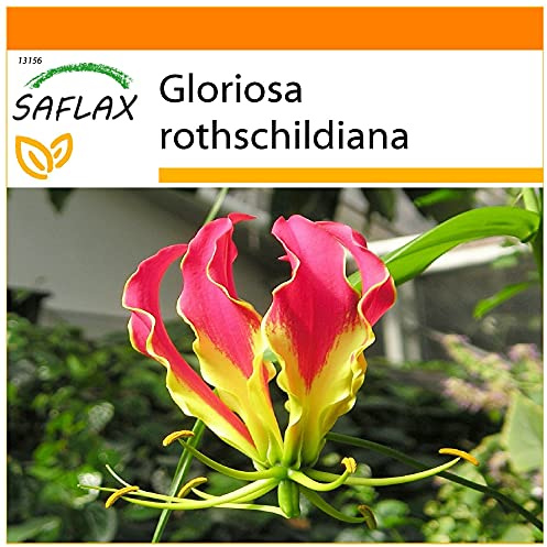 SAFLAX - Garden in the Bag - Afrikansk Klätterlilja - 15 Frön - Med underlag i en passande resväska - Gloriosa rothschildiana
