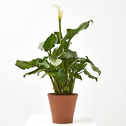 Verdecora Cala | Lirio del agua | Zantedeschia aethiopica | Planta natural de exterior con flor en maceta de Ø15cm | Flor elegante y de color vivo | Planta bulbosa con fragancia