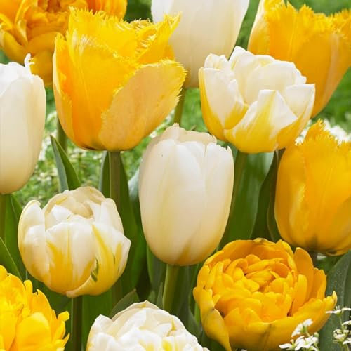 Bulbes de tulipes Yellow Explosion Mix (25 pièces) tulipes noires exclusives de Hollande, résistantes au froid et vivaces pour jardin, pots, balcon d'Amsterdam (gros bulbes, pas de graines)