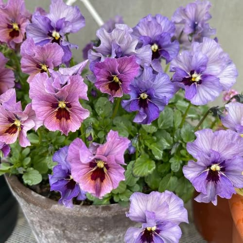 semi di viola del pensiero, resistenti balcone decorative giardino esterno 800pcs