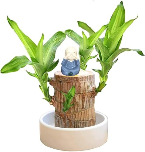 2024 Brazillian Wood Lucky Bamboo Plant Indoor with Pot - Mini Brazilian Wood Hydroponic Air Plants for A Green Indoor Atmospheres(Brazilian Lucky Wood+Base+Straw Man Ornaments) (Navy)