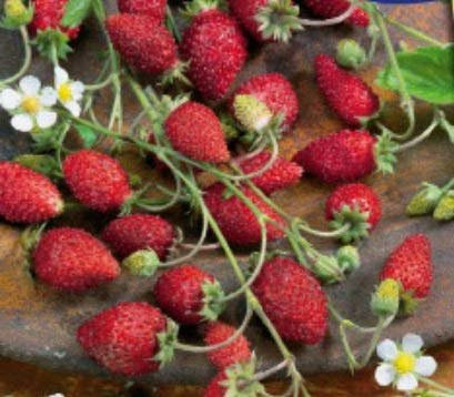 Pcs - 540x Fraises Buisson Baron Solemacher Légumes Jardin Plantes - Graines K468 - Seeds & Plants Shop by Ipsa