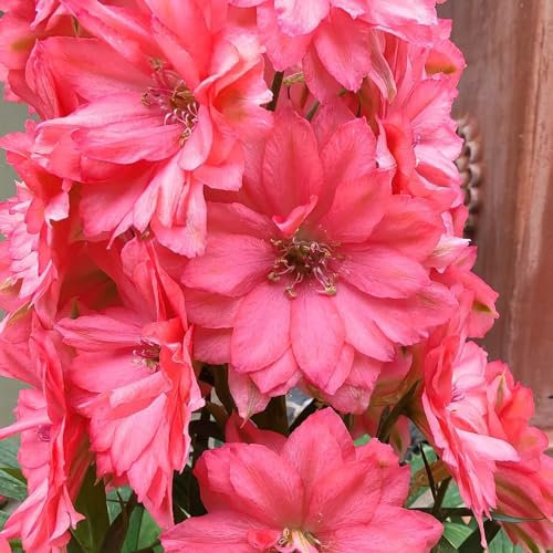 400 pcs Rittersporn Samen Mehrjährig - blumensamen balkon gärtner geschenke Consolida ajacis - balkonpflanzen, alte sorten saatgut Balkonblumen, Pflanzen Winterhart Draußen Blumensaat,