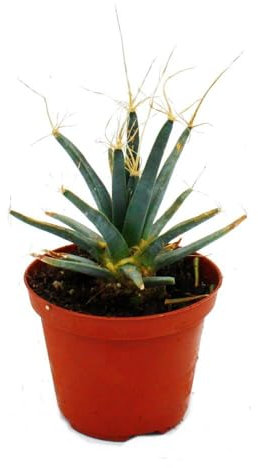 Prisma-Kaktus - Agaven-Kaktus - Leuchtenbergia principis - ausgefallene Kakteenrarität - 9cm Topf