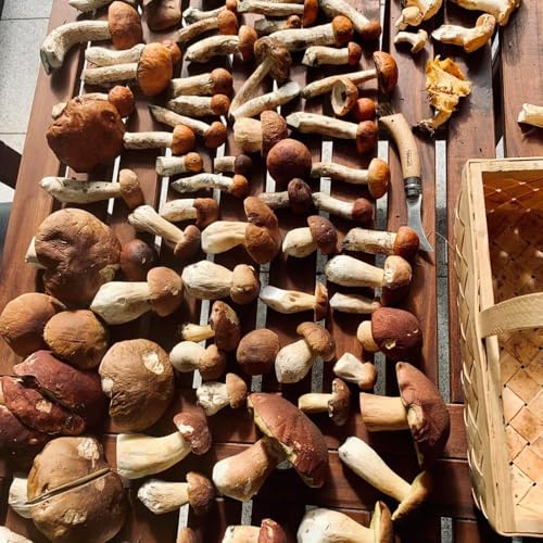 Semillas de hongos porcini de balcón resistentes, 200pcs