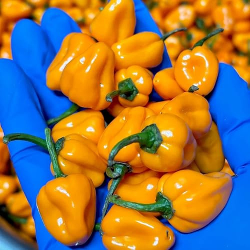 semillas de chile, chile, jardín de pimiento annuum, organicas extremadamente picantes Comprar 40pcs