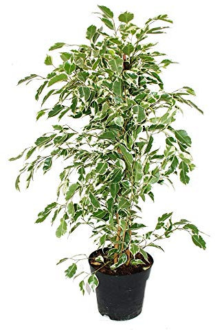 Ficus benjamini Twighlight - 17cm pot