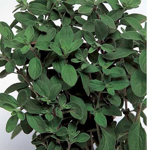Sweet Marjoram Seeds - Herb Garden - Origanum Majorana - 1500 Seeds
