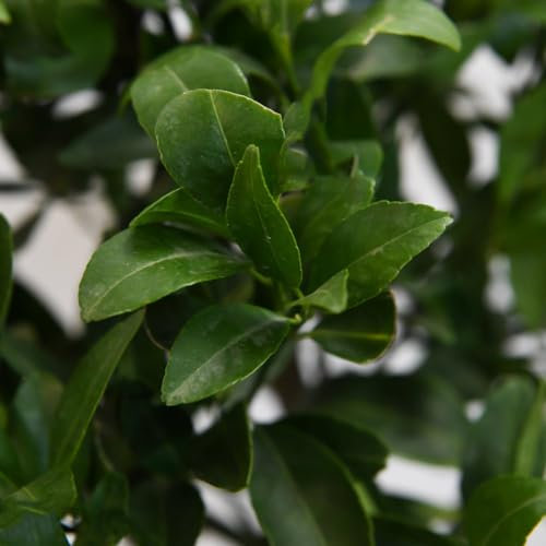 Mandarin Citrus Plant - Half-Hardy Tree - Glossy Green Foliage & Fragrant White Flowers - Easy to Grow Your Own - Indoor Patio or Conservatory Display - 1x 5 Litre Pot by Thompson and Morgan