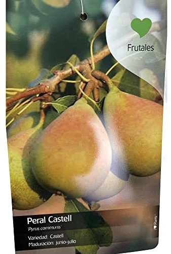 ARBOL FRUTAL NATURAL DE PERAL CASTELL M22 150CM (JUNIO - JULIO) PERFECTO PARA EXTERIOR