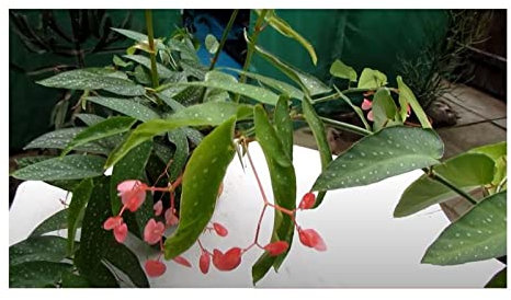Pcs - 10x Begonia Picta Fleurs Jardin Plantes - Graines ID337 - Seeds & Plants Shop by Ipsa