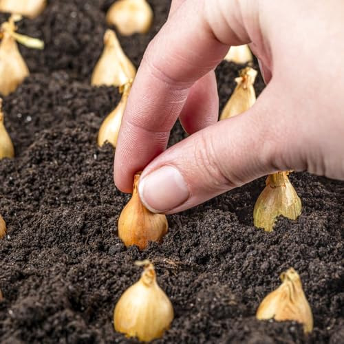 semi di cipolla resistenti alla siccità balcone serra, medicinali cipolla da giardino aglio elefante, giardino 400pcs