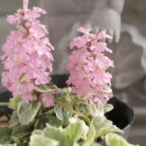 kriechender günsel zimmerpflanze wildkräuter hochbeet balkon bodendecker indoor kräutergarten blumensamen wildblumensamen herbstaussaat pflanzensamen zimmerpflanzen kräuterpflanzen 125samen