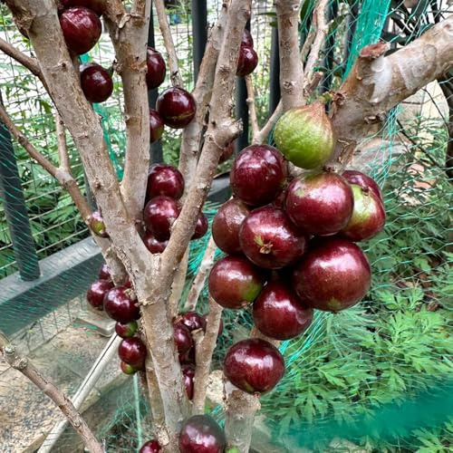 semillas de jabuticaba de zapote, resistentes en baya de jabuticaba fresca, variedades antiguas 75pcs