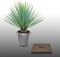 10 Grines à semer - Le Grenier d'Abondance - YUCCA - YUCCA Rigida