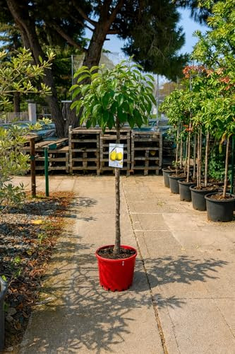 Peral Conference – Pyrus communis | Árbol frutal en maceta 10 L | Altura mínima 140 cm