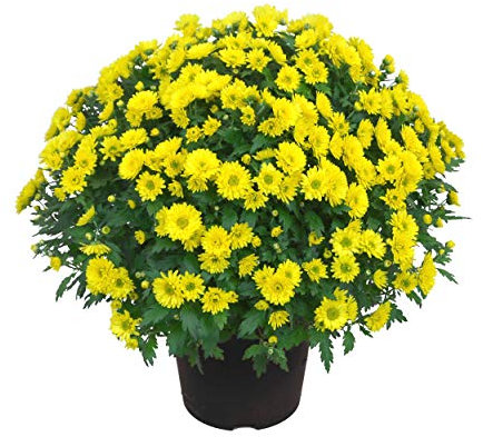 Crisantemo Flores Amarillas Chrysanthemum Amarillo Flor Natural