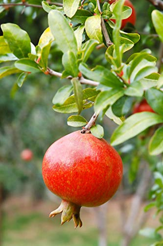 Albero di Melograno pianta di melograno già innestato Età 2 anni pianta da frutto di melagrana pianta vera di melagrana venduta da eGarden.store (Acco)