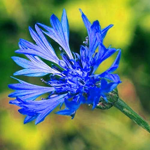 600 Stück Kornblumensamen voller Vitalität, blau blühende Gartenarbeit, Pflanzensamen für den Garten Blau