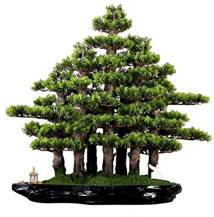 Plantes artificielles Sapin bonsaï pin cyprès et Mousse bonsaï décoration de Bureau d'intérieur Plantes artificielles d'intérieur pour Salon Plantes artificielles en Pot