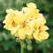 100 Stück Geranien-Blumensamen, gelb