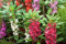20 Semillas Impatiens Balsamina