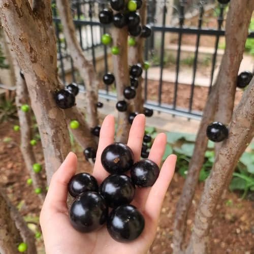 30 piezas Semillas de plantas de Jabuticaba, decoración sala de estar resistente balcón plantas Comprar Árbol Jabuticaba, semillas de frutas plantas de balcón resistentes invernadero