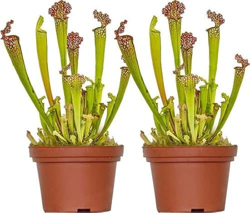 Sarracenia | Pack 2 Plantas | Plantas Carnívoras Naturales | DECOALIVE | Plantas Jarra