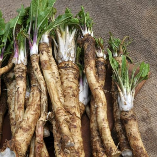semi di rafano biologici, varietà antiche 100pcs