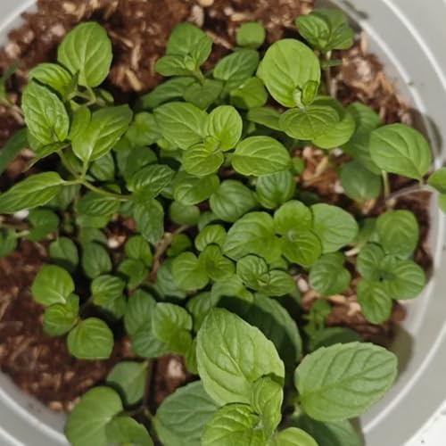Semi di menta piperita, resistente al freddo da balcone alla serra, giardino 50pcs