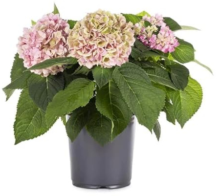 Planta Natural Conocida como Hortensia Rosa o Early Pink