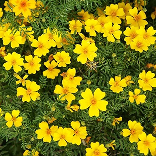 Tagetes Tenuifolia Lulu Seeds - Golden Marigold 100 Annual Seeds.